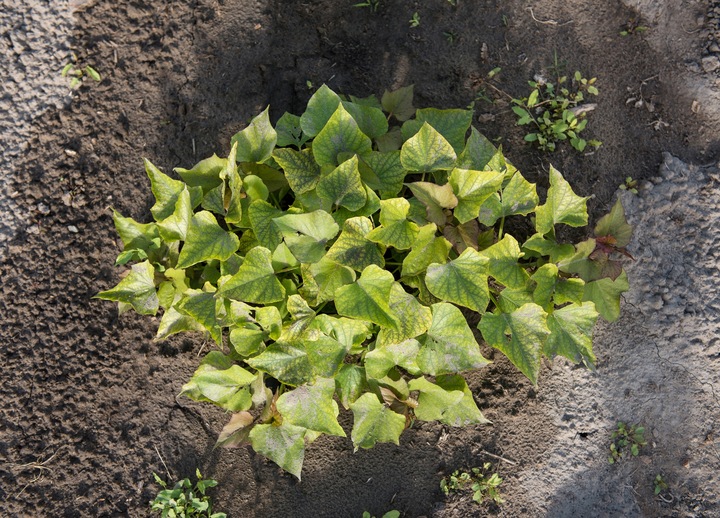 10x KOREK LINIA KROPLUJĄCA NAWODNIENIE KROPELKOWE