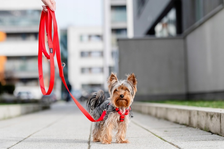 Lekkie Szelki dla Dużego Psa GUARD Bezuciskowe Regulowane Solidne Mocne r.L