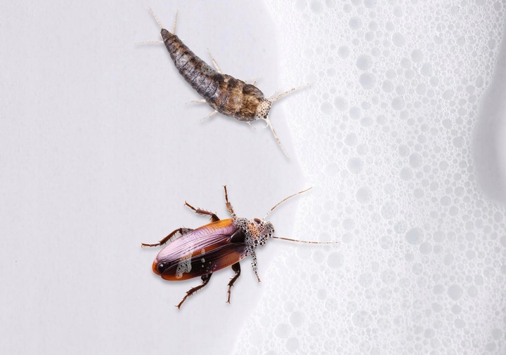 ŚRODEK PREPARAT NA MRÓWKI RYBIKI KARALUCHY PLUSKWY PIANKA NA OWADY NO