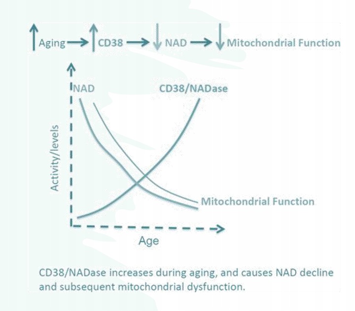 Apigenina Apigenin APIAGE (r) Eternalis z grejpfruta czerwonego 15g proszek