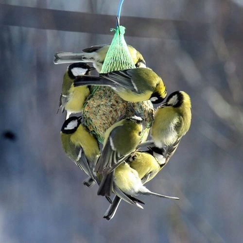 Kule Pyzy Tłuszczowe Pokarm Zimowy dla Dzikich Ptaków 100szt ZESTAW
