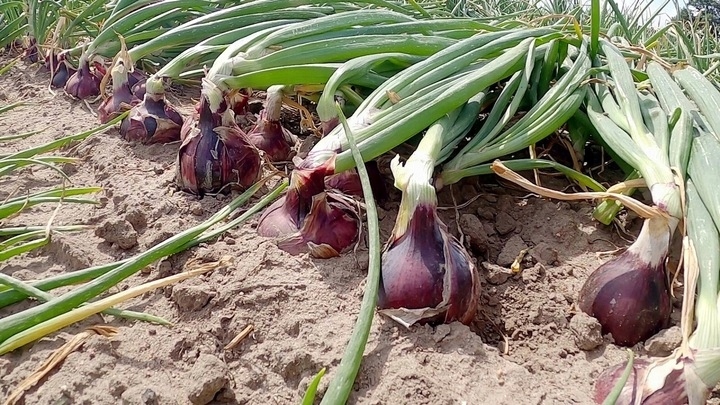 ZIMOWY ZESTAW DO SADZENIA 2x Dymka + Czosnek Harnaś 500g