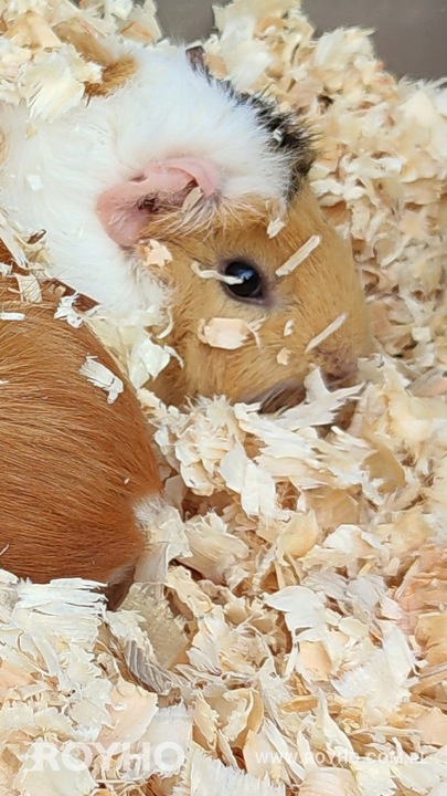 Bezpyłowe trociny ProBioBED ANTYBAKTERIA dla koni drobiu gryzoni 15kg 550l