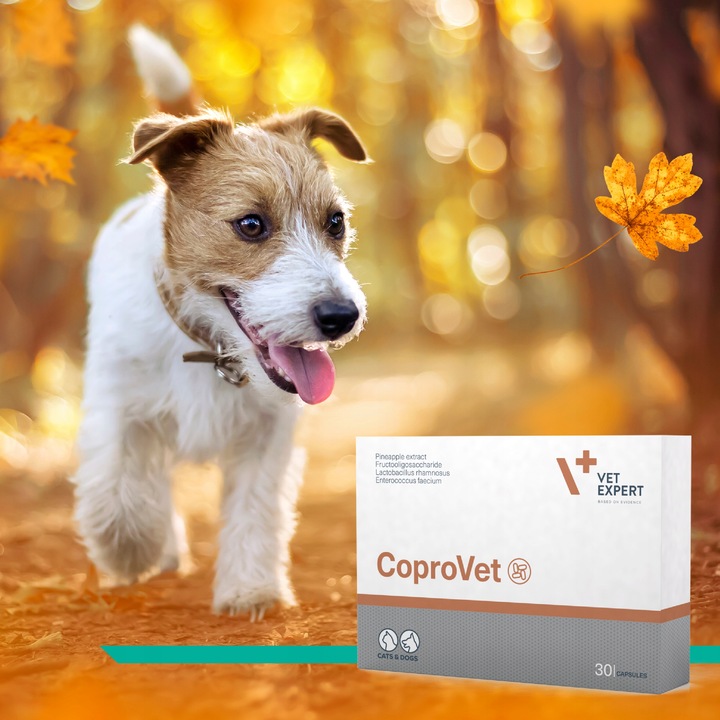 Suplement dla psów i kotów przeciw zjadaniu odchodów Vet Expert Coprovet