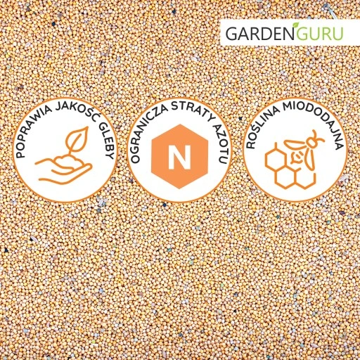 GORCZYCA biała na poplon nasiona MIODODAJNA 25kg