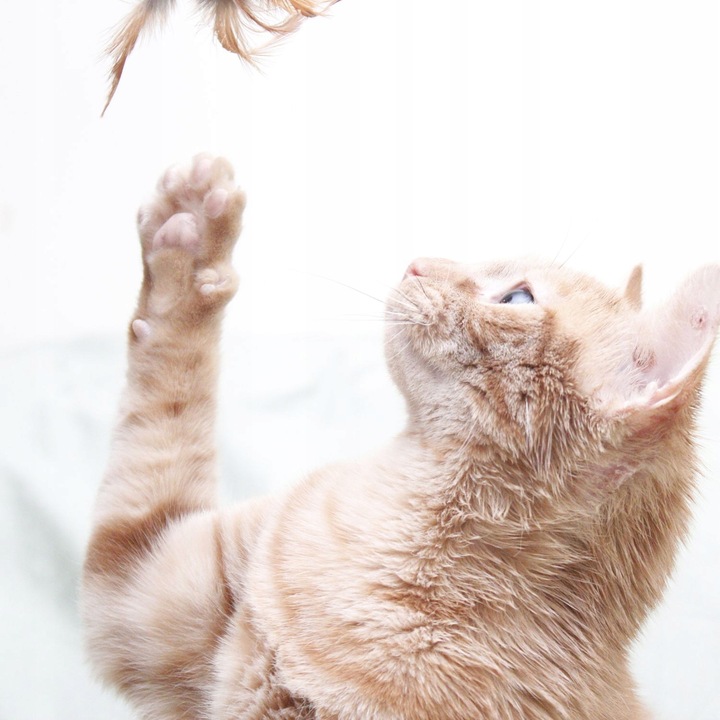 DUŻY ZESTAW ZABAWEK ZABAWKI DLA KOTA KOTÓW TUNEL WĘDKA PIŁKI MYSZ LEGOWISKO