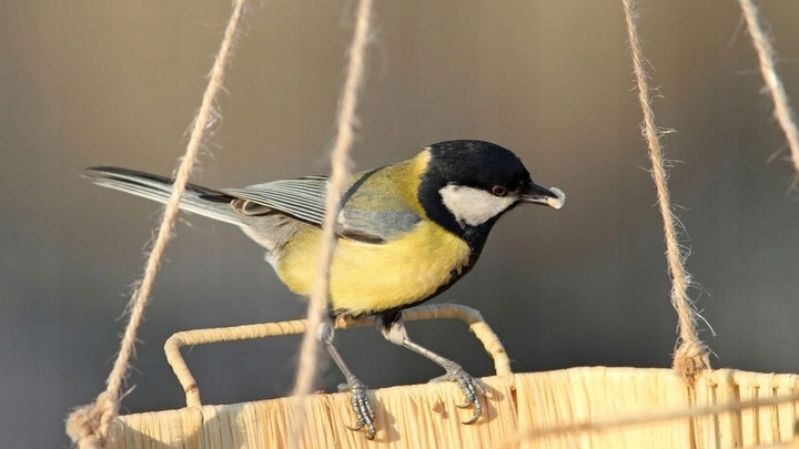 SŁONECZNIK ŁUSKANY KARMA DLA DZIKICH PTAKÓW GOŁĘBI PAPUG POKARM ZIMOWY 25KG