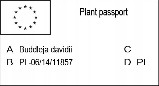 BUDLEJA TRÓJKOLOROWA ZESTAW 3 SADZONEK - MIODODAJNY MOTYLI KRZEW