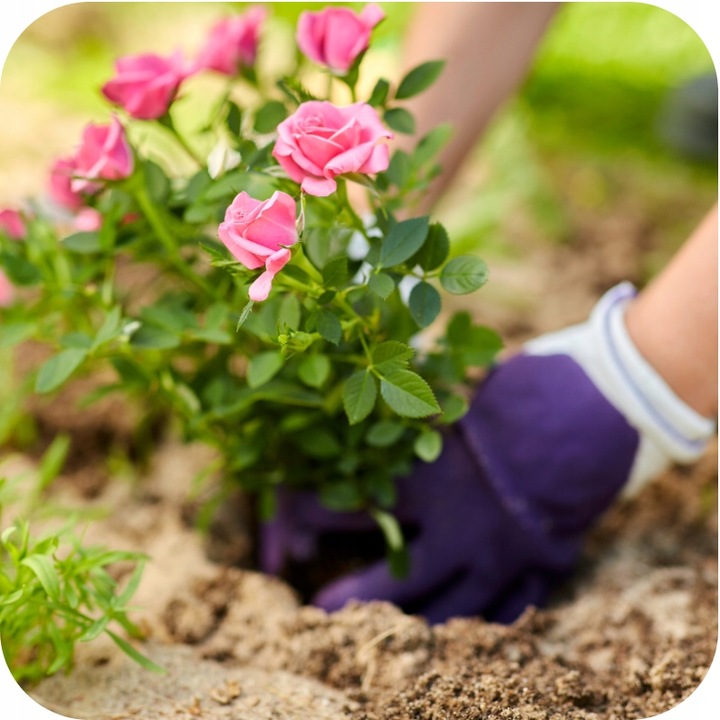 MAGUS 200SC 100ML ŚRODEK NA PRZĘDZIORKI OPRYSK NA PRZĘDZIORKA