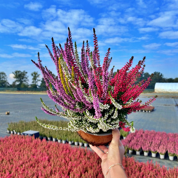 Wrzos Misa Jesienna Kompozycja Czterokolorowa Ładne Kolorowe Donice