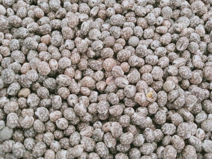 Łubin wąskolistny 25kg GORZKI