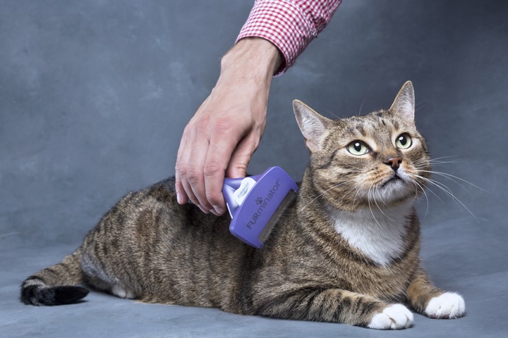 FURminator dla kotów krótkowłosych średnich dużych sierść krótka M/L Large