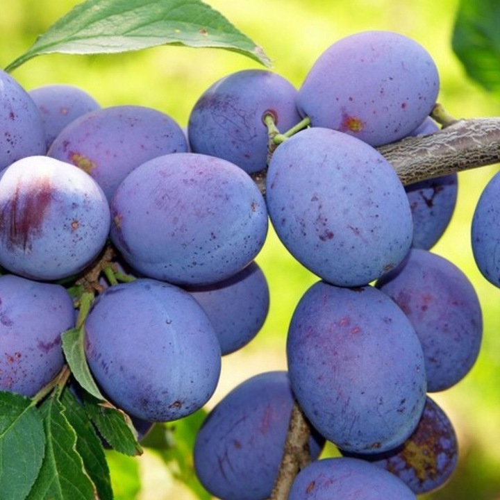 SADZONKI DRZEWKA OWOCOWE ŚLIWA WĘGIERKA DĄBROWICKA STARA POLSKA