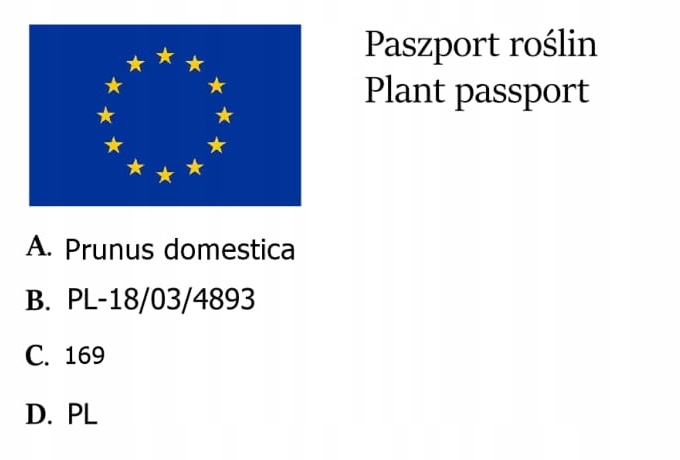 Śliwa RENKLODA ULENA POPULARNA Sadzonka z gołym korzeniem DUŻE JĘDRNE