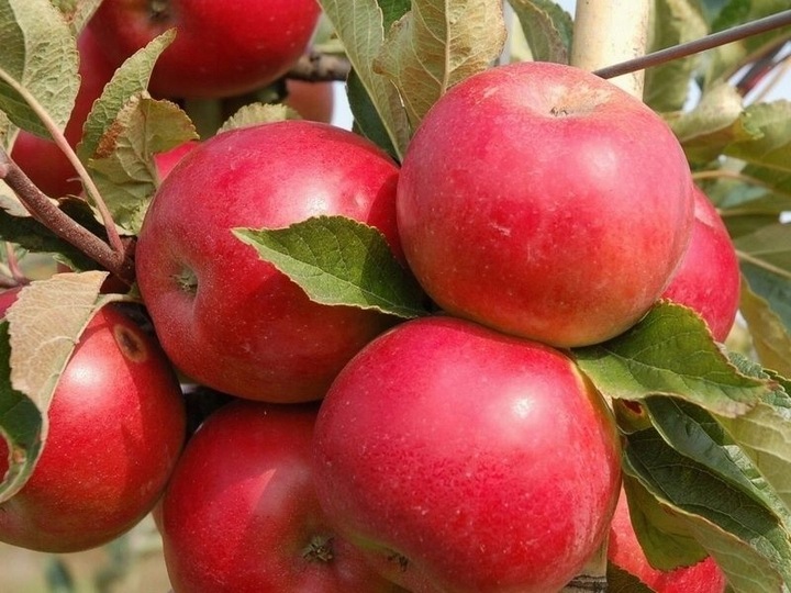 JABŁOŃ GRUSZA CZEREŚNIA WIŚNIA BRZOSKWINIA MORELA KOLUMNOWE PAKIET 6