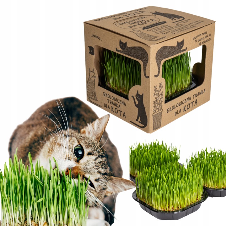2x EKO Trawka Dla Kota Trawa Odkłaczająca Przysmak EKOLOGICZNA WYROŚNIĘTA