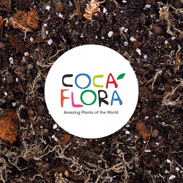 Drosera Capensis CZERWONA ROSICZKA Przylądkowa TROPIKALNA Owadożerna -