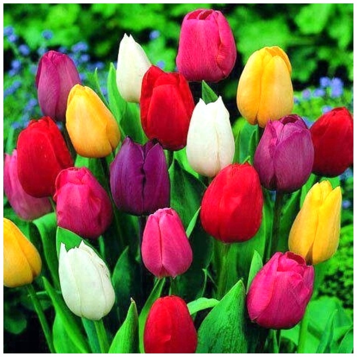 TULIPAN MIX MIESZANKA KOLORÓW cebulki 50 szt. + PREZENT