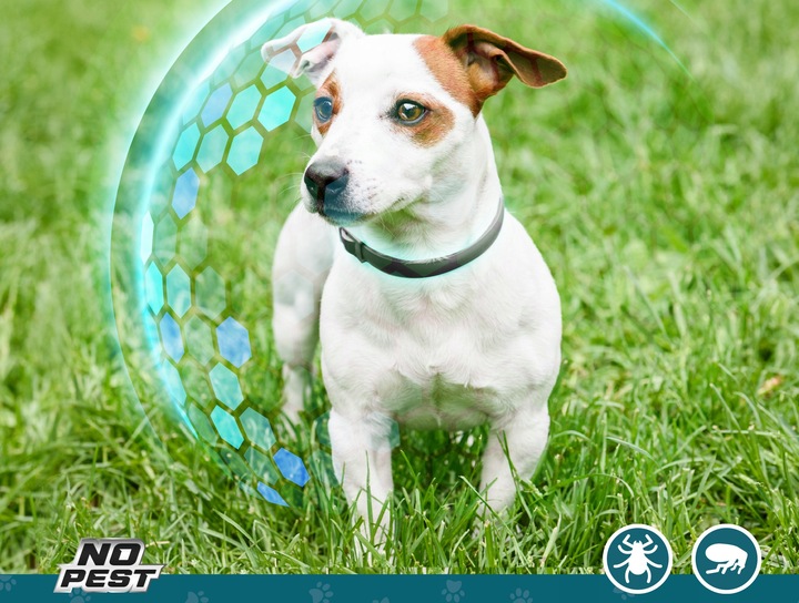 OBROŻA NA KLESZCZE I PCHŁY DLA PSA DLA PSÓW 50CM ROZMIAR M/L NO PEST