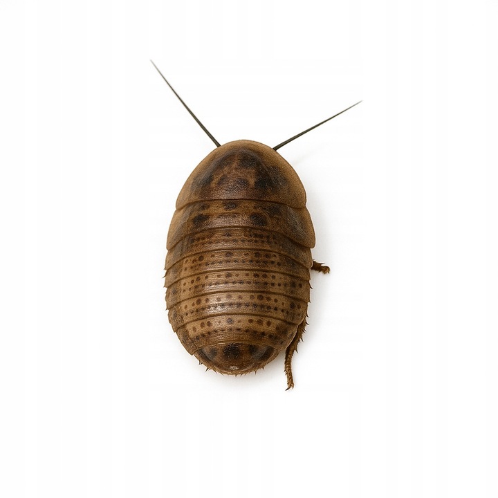 Karaczany argentyńskie dubia (2- 3cm) 50szt