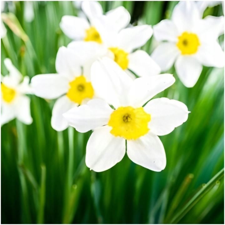 NARCYZ cebulki MIX BOTANICZNY odporne i trwałe 100 szt. + GRATIS