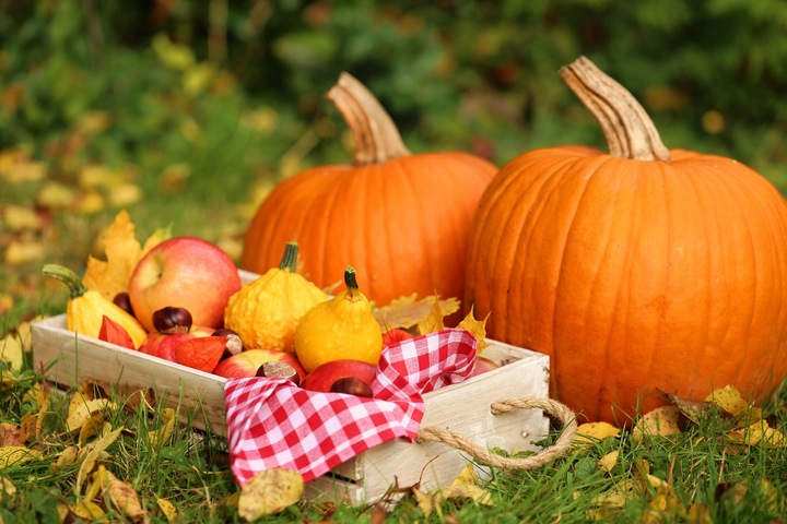 Yara Mila Nawóz jesienny do Trawy Trawnika Ogrodu na mech PRO.