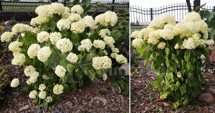 Podpora Obejma 10szt do Kwiatów Hortensji Ring Podpory Roślin Pędów Czarna