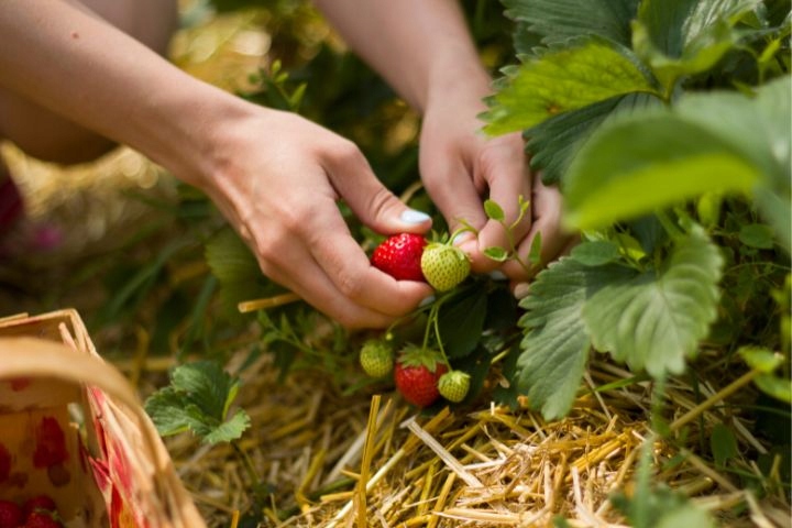 SZKLARNIA OGRODOWA POLIWĘGLAN DOMEK 1,9x1,95m 3,61m2 OCHRONA UV