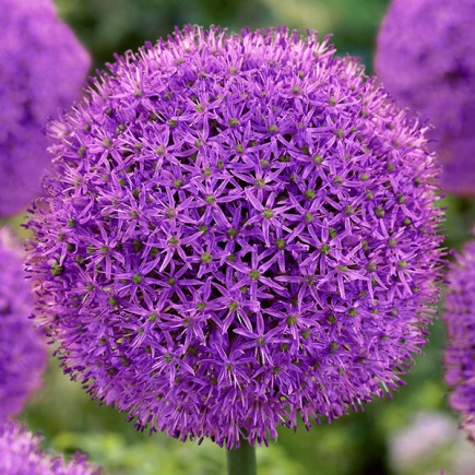 Czosnek ozdobny 'Gladiator' - duża paczka! - 15 szt.