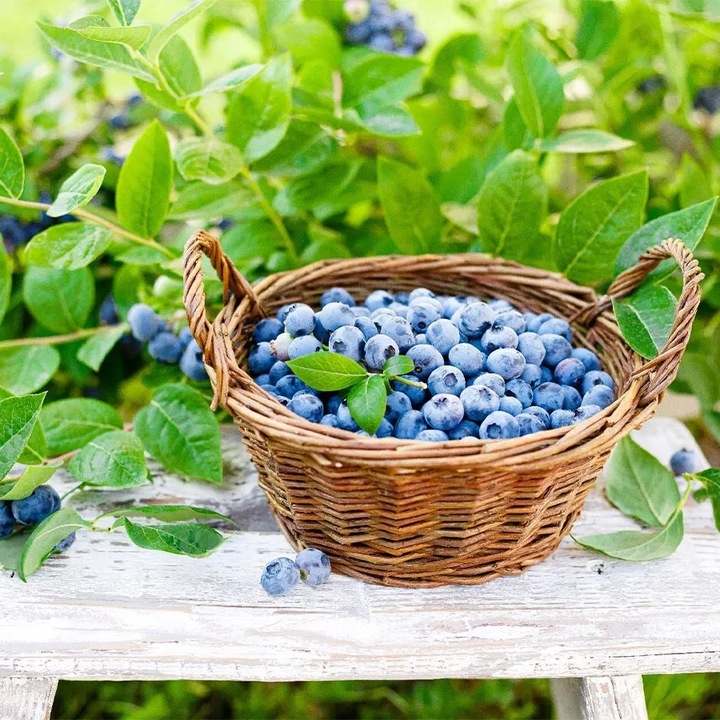 ZIEMIA PODŁOŻE DO BORÓWKI Z NAWOZEM KWAŚNA TORF ROŚLIN KWASOLUBNYCH