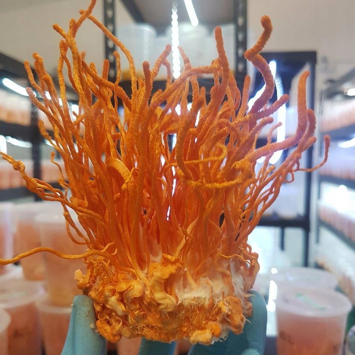 Polska Ashwagandha i Cordyceps Ollywell Krople Silny ekstrakt Adaptogen