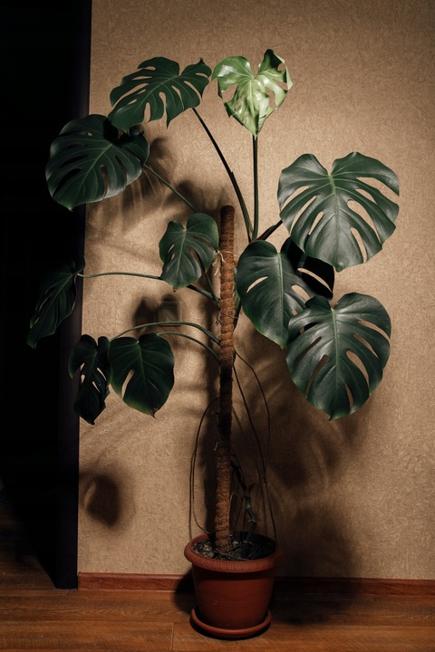 Monstera Deliciosa, Piękna , DUŻA ~ 50 cm