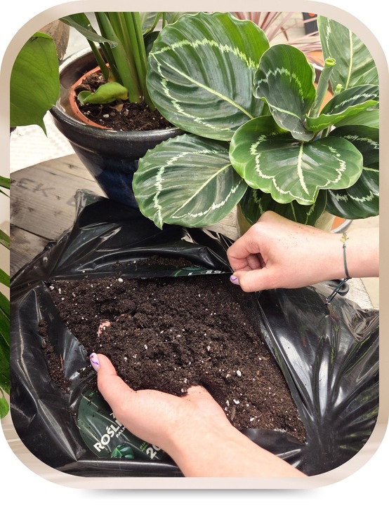 Podłoże Rośliny Zielone do Palm Juk Dracen Monstery Zamiokulkasa