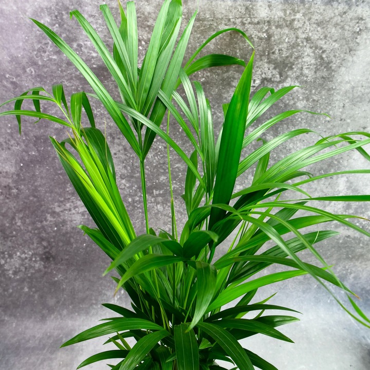 Areka palma Areca Dypsis czyści powietrze Wys. 70cm Zimoodporne