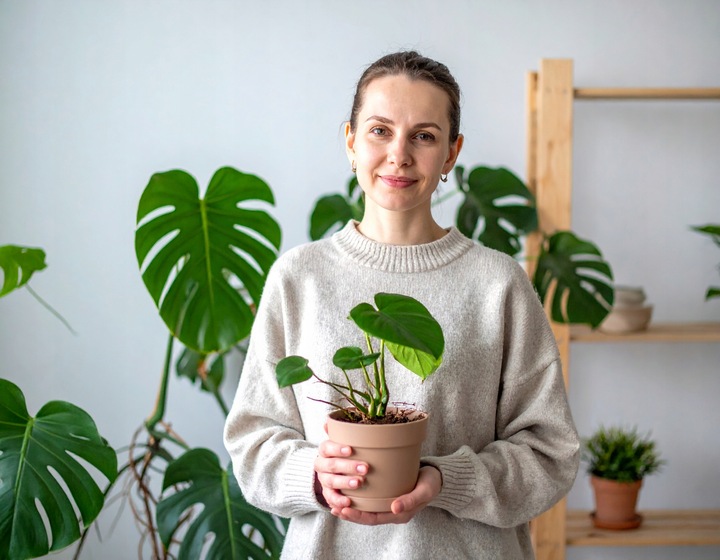 SENECIO rowleyanus STARZEC ROWLEYA D6cm ZIELONE KORALIKI NA SZNURECZKU