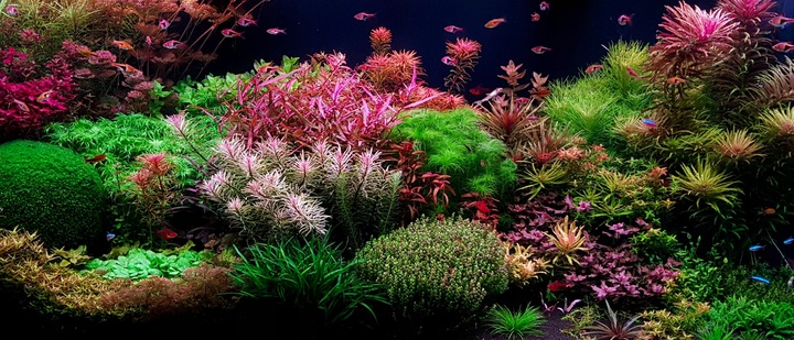 KAPSUŁKI NAWOZOWE 50 szt.