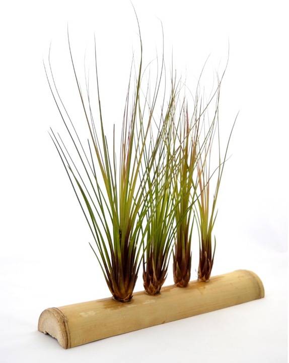 TILLANDSIA, OPLĄTWA X 6 SZT, NA START ! airplant