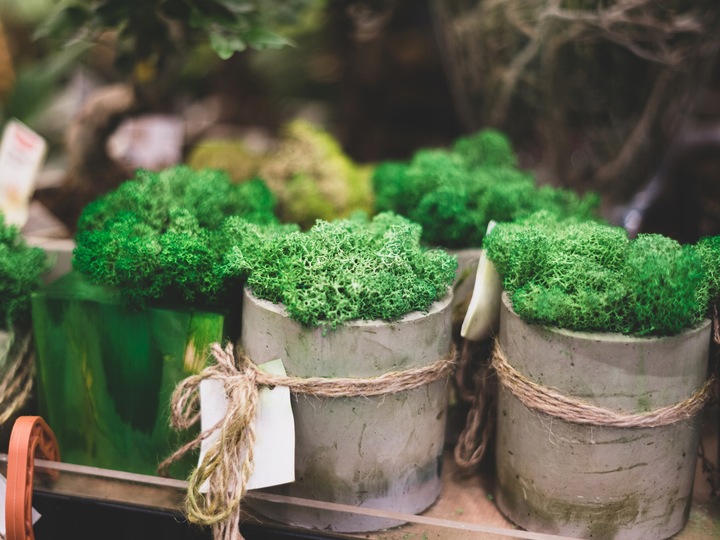 Mech CHROBOTEK RENIFEROWY fiński 500g ŚCIÓŁKA jasno zielony