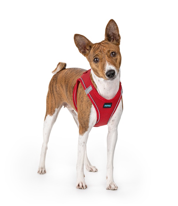 MOCNE SZELKI BEZUCISKOWE DLA PSA, KOTA M 44-48 cm + GRATIS SMACZKI