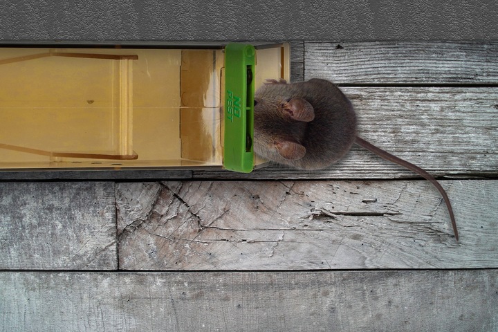 HUMANITARNY CHWYTACZ ŻYWOŁAPKA PUŁAPKA NA MYSZY GRYZONIE NO PEST (5