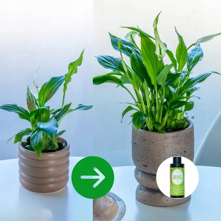CocaDoctor Preparat Do Roślin Zielonych ANTY-Grzyb ŚRODEK GRZYBOBÓJCZY