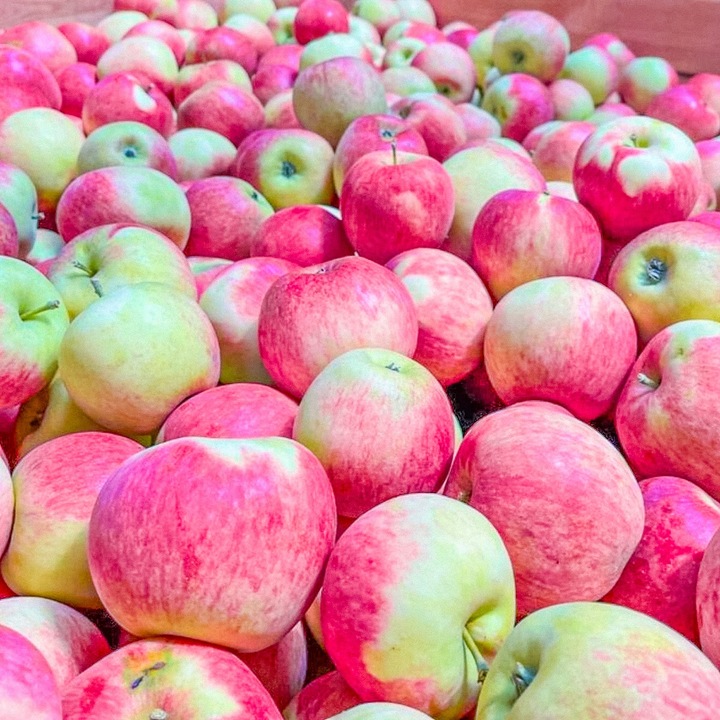 SADZONKI DRZEWKA OWOCOWE JABŁOŃ PIROS SOCZYSTA Z NUTĄ TRUSKAWEK