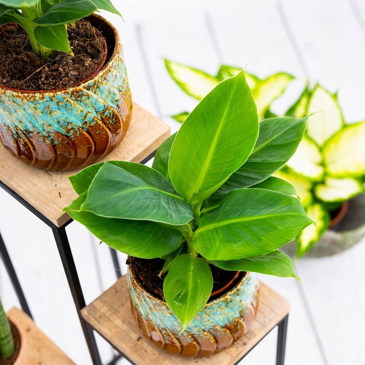 Musa Dwarf 'Cavendish' Bananowiec - EGZOTYCZNY BANAN W DOMU - Duże Liście