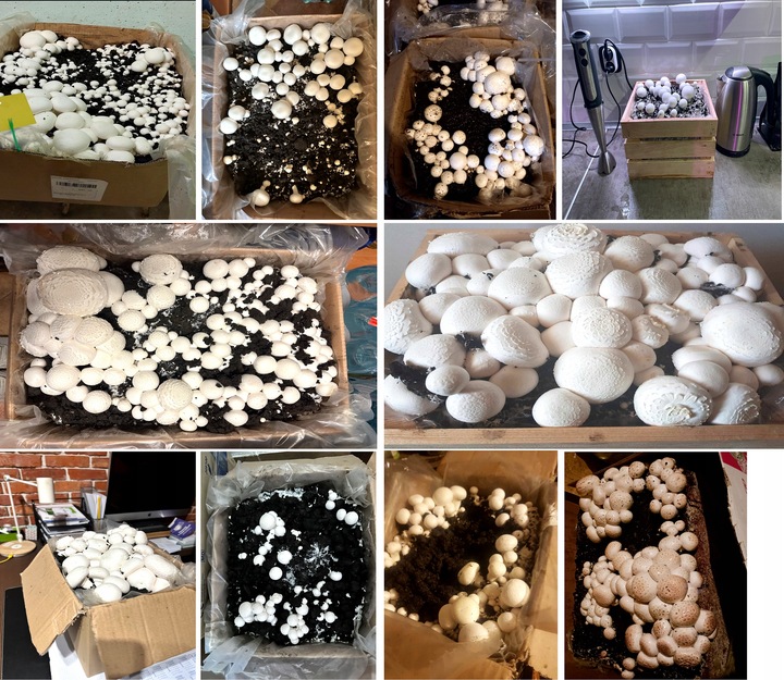 GRZYBNIA PIECZARKI BIAŁEJ BALOT 20KG ZESTAW 3FAZA + TORF 9KG +