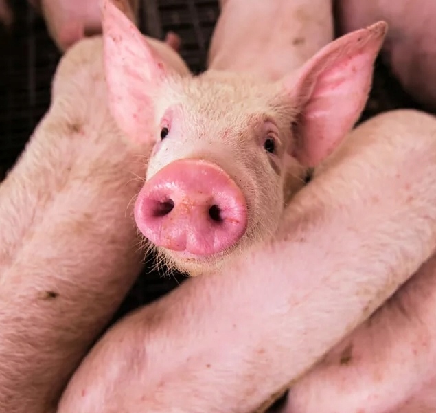 Zanęta 20 kg Zanęta Mączka Rybna