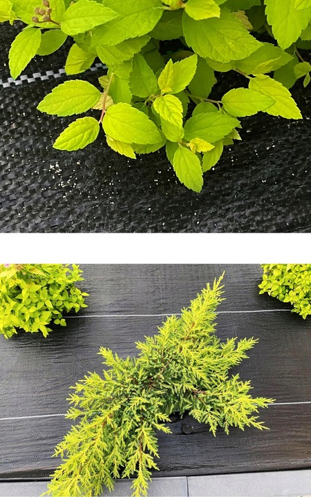 AGROTKANINA 135G 1,1x50m PREMIUM UV 3% AGROWŁÓKNINA CZARNA MATA + KOŁKI