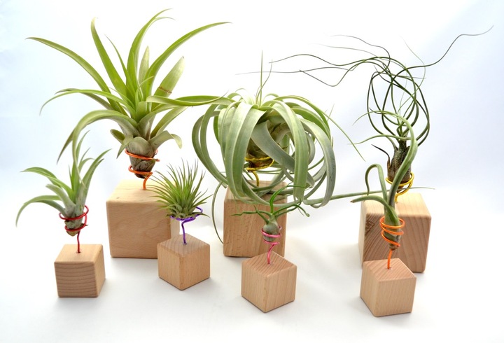 TILLANDSIA, OPLĄTWA X 6 SZT, NA START ! airplant