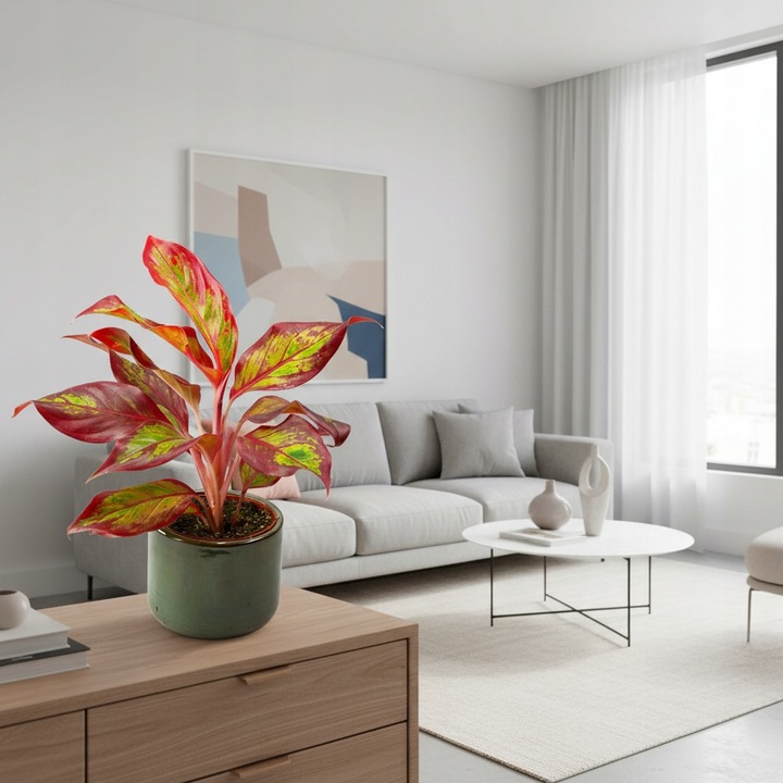 AGLAONEMA Crete FLAMES Red d9cm Niesamowicie wybarwiona PŁOMIENNA