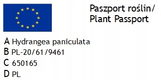 HORTENSJA bukietowa FRAISE MELBA INTENSYWNA CZERWIEŃ DUŻA XXL sadz. C2