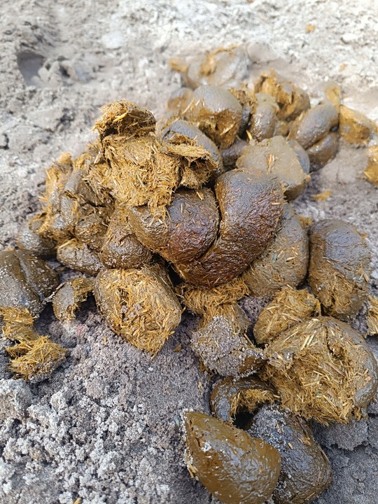 Nawóz ekologiczny koński obornik BEZ SŁOMY świeży do sadu ogrodu 50L